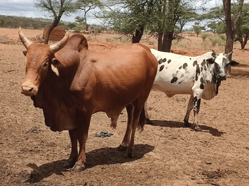 Mwizi Alala Zizini hadi Asubuhi wakati Akijaribu Kuiba Ng’ombe